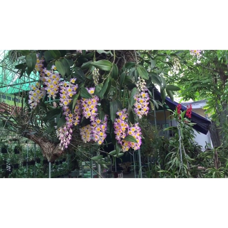 KIỀU TÍM MIỀN TRUNG - KIỂU HỒNG THÂN TO ĐẸP