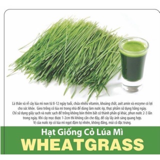 100g hạt giống cỏ lúa mì (cỏ lúa mạch/tiểu mạch) ươm nảy mầm.