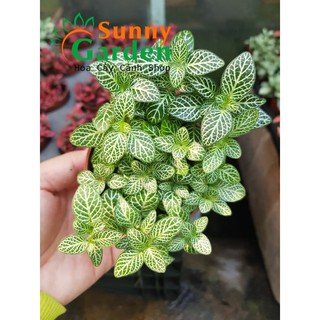 Cây Cẩm Nhung Fittonia - Sọc Trắng, Sọc Xanh, Sọc Hồng