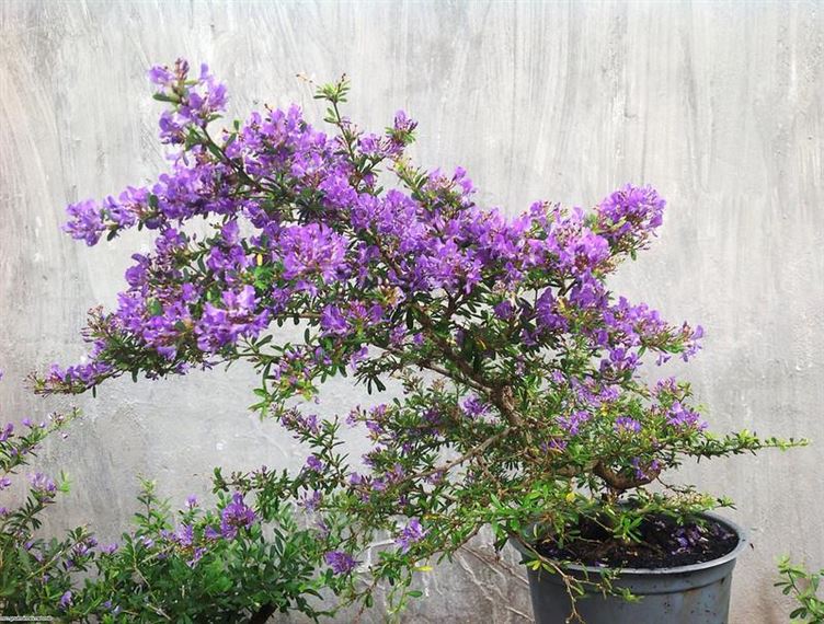 Cây linh sam tím bonsai cây gửi đi hình 5