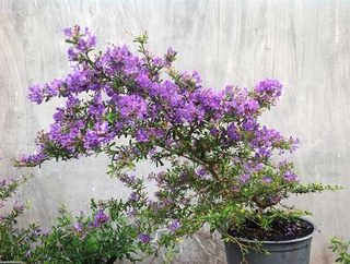 Cây linh sam tím bonsai cây gửi đi hình 5