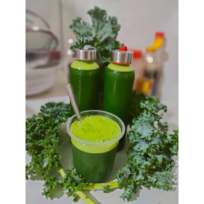 Cây giống cải xoăn kale xanh mỹ khổng lồ chỉ ship miền Bắc không ship miền nam