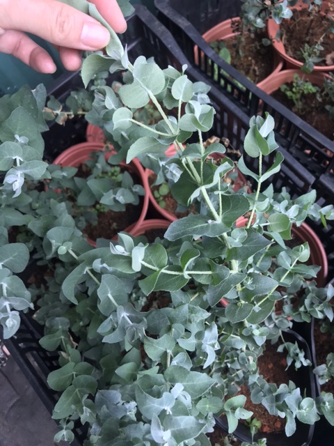 Chậu cứng khuynh diệp lá bầu - Eucolyptus Gunnii