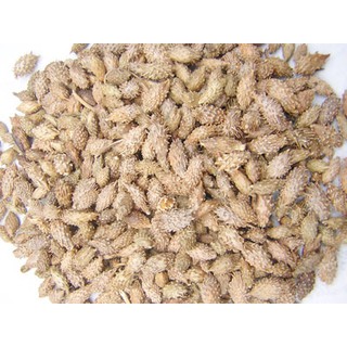 1kg Ké đầu ngựa