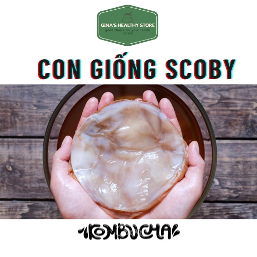 Scoby, Kombucha  Con Giống Kombucha Combo 4 Món  Dành Cho Người Mới