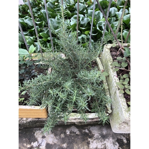 Hương thảo cây bầu ổn định
