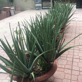 Cây giống nha đam mỹ ,thân khổng lồ ,cây giống (13-20cm)