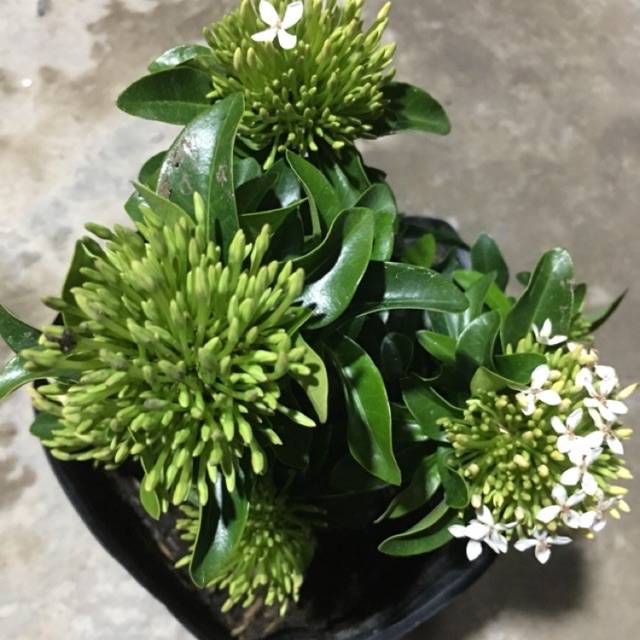 Trang mẫu đơn trắng