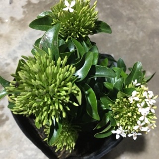 Trang mẫu đơn trắng