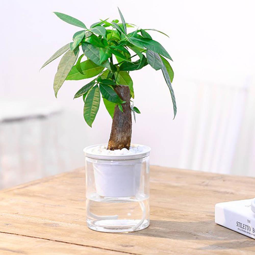 SJJL Chậu Trồng Cây Thủy Canh Có Thanh Lọc Không Khí Trong Nhà / Ban Công / Văn Phòng