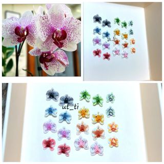 hoa bột trang trí móng nail (hoa lan)