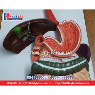 Mô Hình Hệ Tiêu Hóa Người