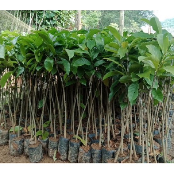 Cây dổi ghép