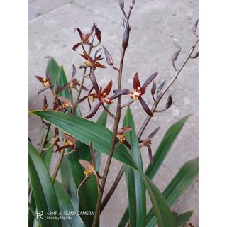 Đia lan mặc biên