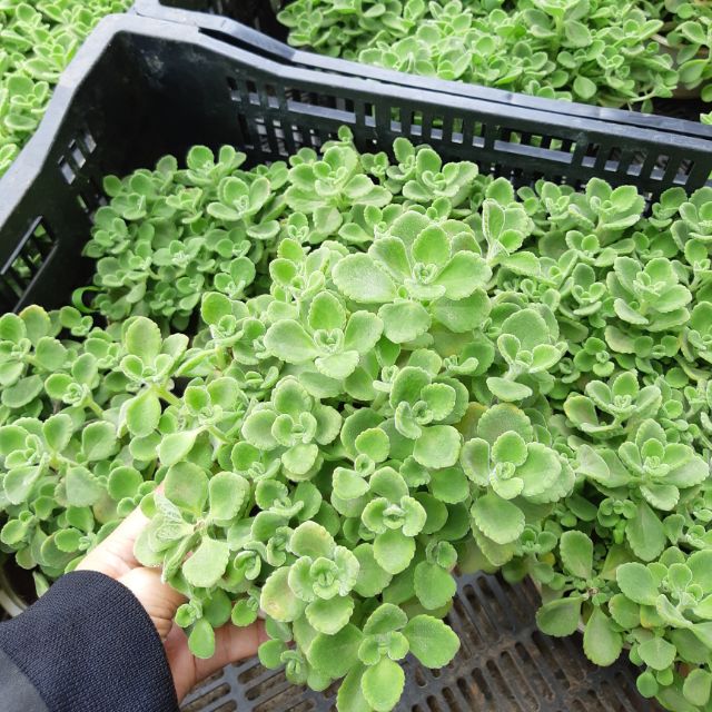 Sen thơm size trung