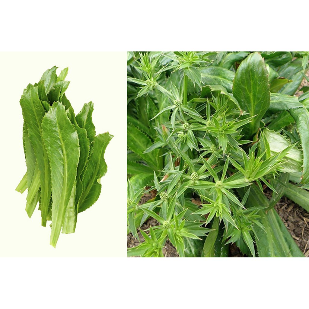 Hạt Giống Ngò Gai/Mùi Tàu - Eryngium foetidum