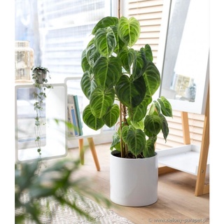 Chậu Cây syngonium macrophyllum frosted heart - chậu 3 thân