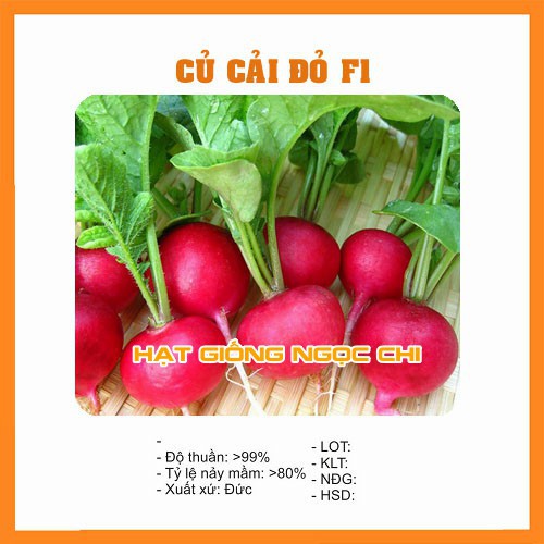 Hạt Giống Củ Cải Đỏ F1 (Hạt Giống Ngọc Chi) - 5Gr