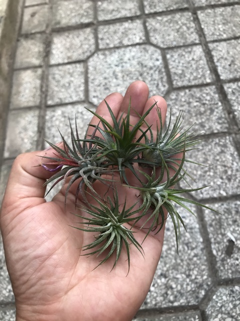 Cây không khí kim yến(cây lẻ)Tillandsia ionnantha