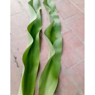 Lá cây Đại Tướng Quân/ Lá Láng