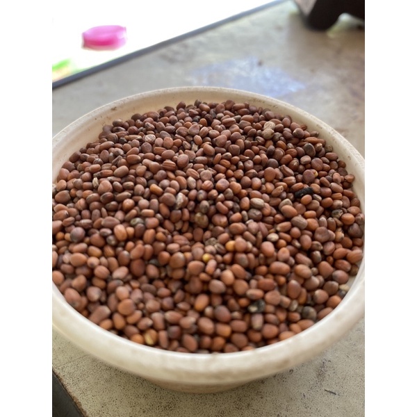 Hạt giống cải củ ăn lá gói 50g