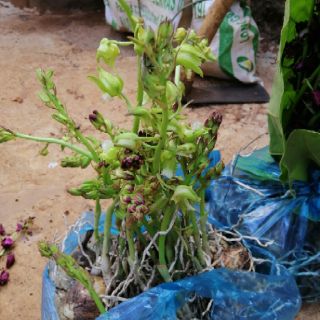 Combo 4 củ địa lan luân (dòng hoa lớn)
