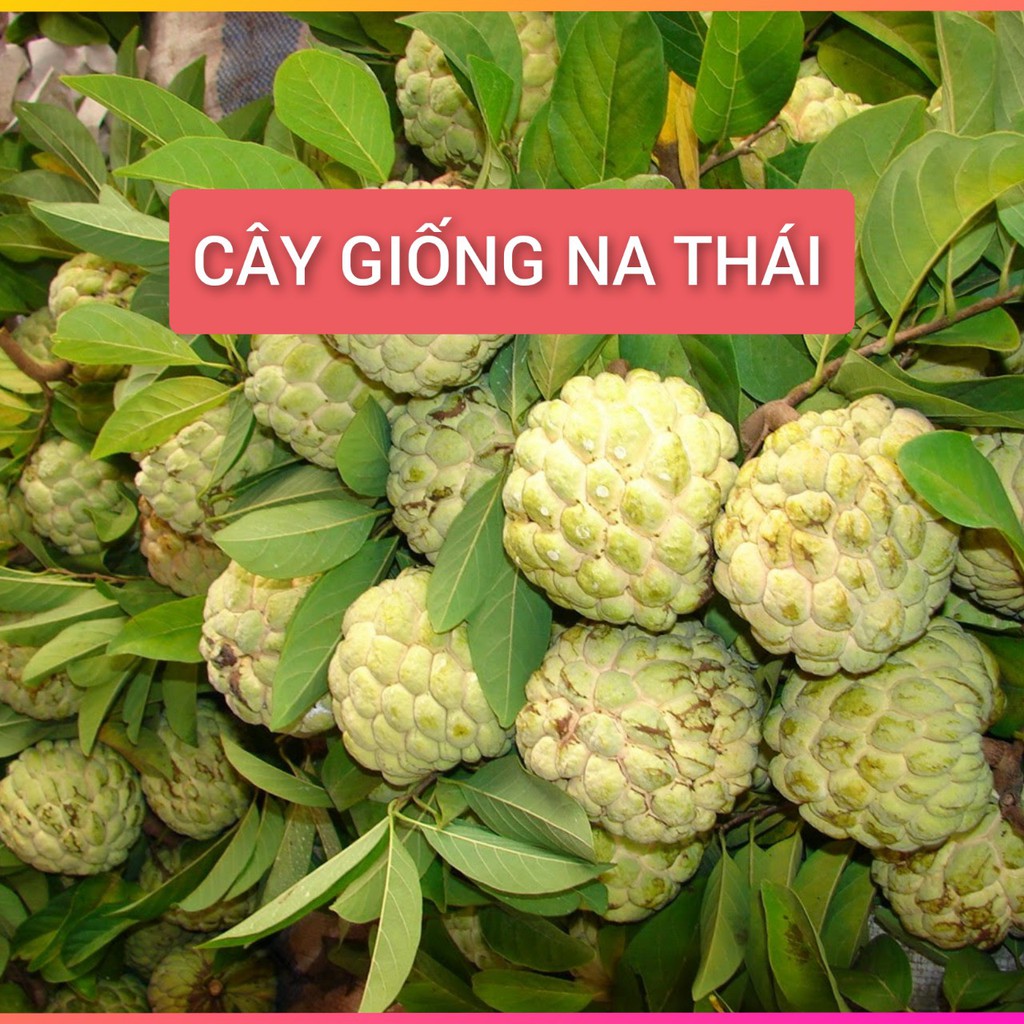 ☘️  Cây Giống ☘️  Cây Na Thái Trái to cao 50-70cm ghép chui cành_Siêu Ngon Nặng Ký, Siêu Trái Giống Bến Tre