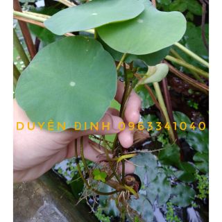5 Hạt giống Sen Quan Âm nghìn cánh