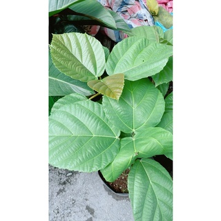 Cây vả mật