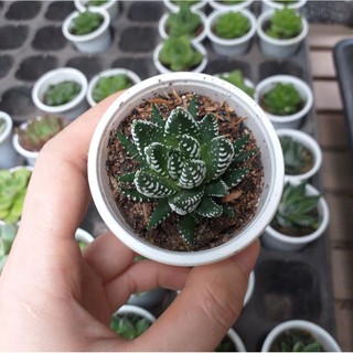 Sen đá móng rồng sọc