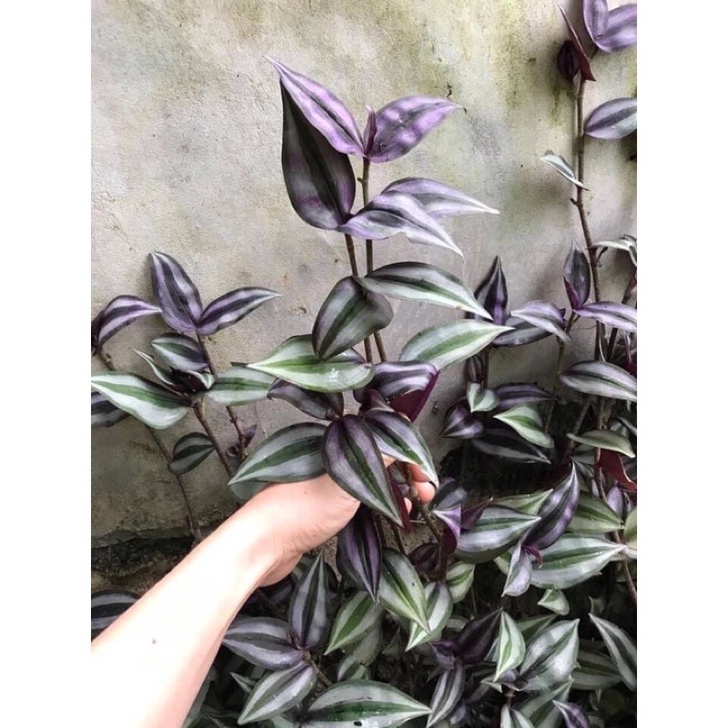 Hoa Lan quý hiếm kim tuyến sỉ 5k