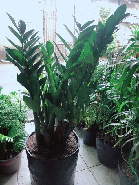Kim Tiền Size Lớn