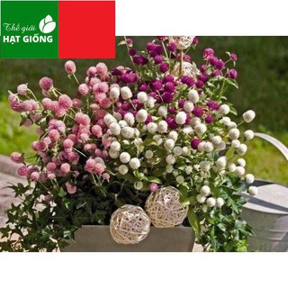 🌟Hạt Giống Hoa Cúc Bách  Nhật Nhiều Mầu🌟 Nảy Mầm 90% Gói 100 Hạt
