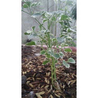 Cây đinh lăng cẩm thạch