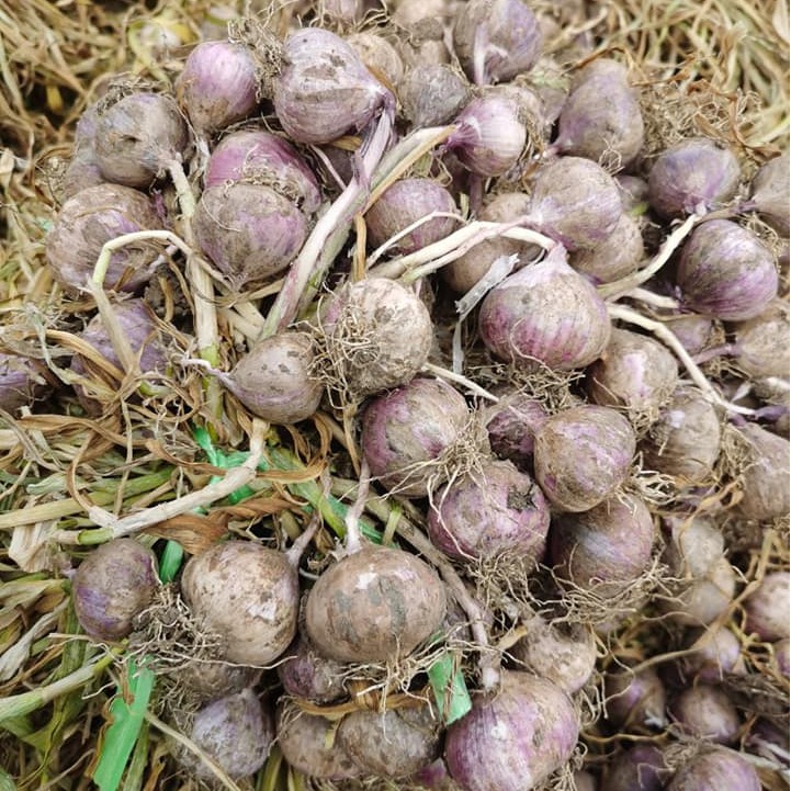 [1000g] Tỏi đen cô đơn HoShi 100% lên men tự nhiên 90 ngày (Loại 1 - Normal) | BigBuy360 - bigbuy360.vn