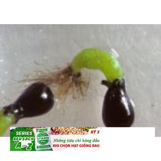 HG45A 5H - HẠT GIỐNG CÂY BẪY KẸP CÂY BẮT MỒI CÂY BẮT RUỒI