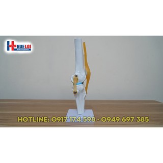 Mô hình khớp gối