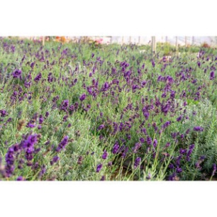 Chậu cây Lavender Costa - Oải hương cho hoa tím