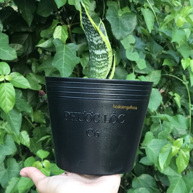 Combo 10 chậu nhựa đen C6 trồng cây, ươm cây con
