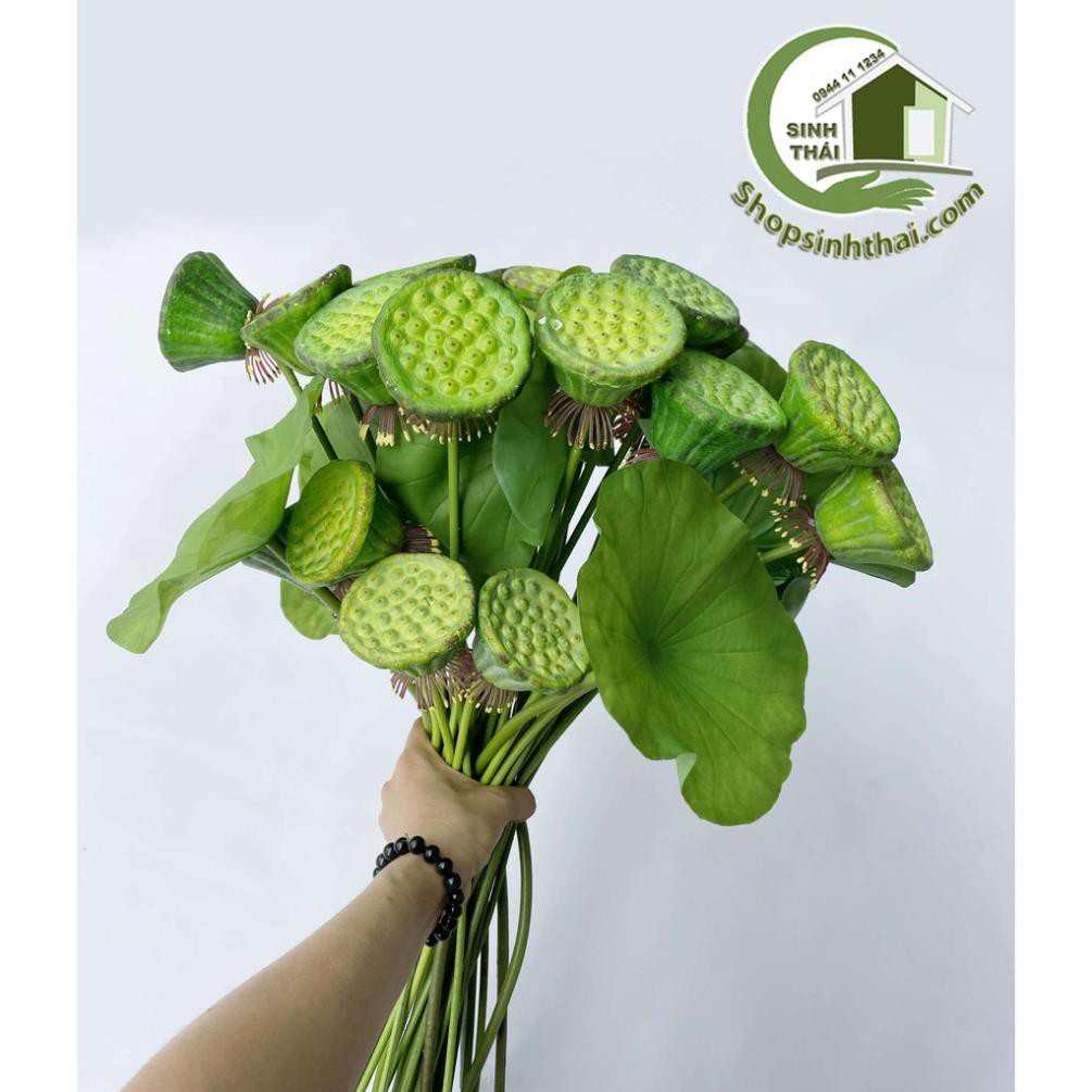 Lá sen, gương sen giả - cành gương lá sen giả cao cấp Thái Lan -  chọn cành