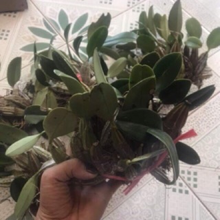 bó lan vảy rồng 200g-55k