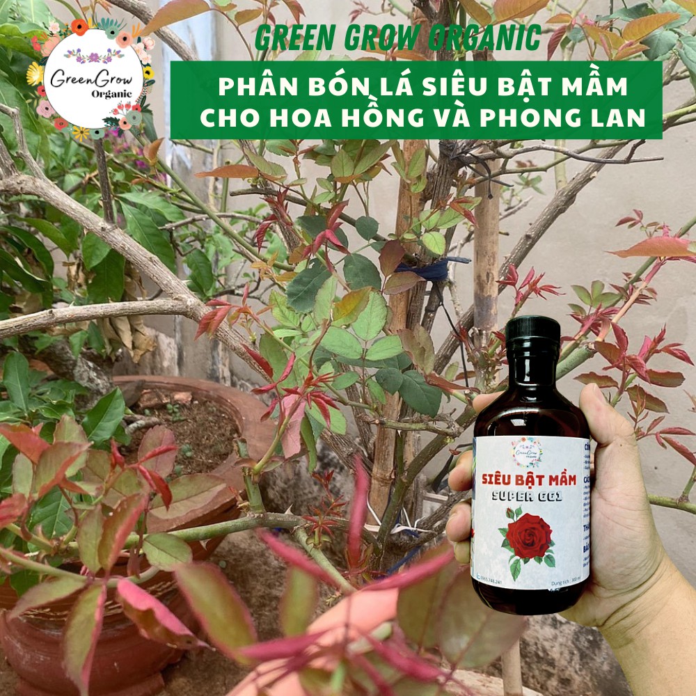 Phân bón lá siêu kích mầm kích rễ cho lan hoa hồng cây kiểng loại phân bón lá giúp kích mầm đồng loạt MS118 GREEN GROW