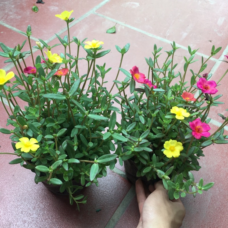 Hoa Sam Mix nhiều màu,cây xum,nhiều nụ