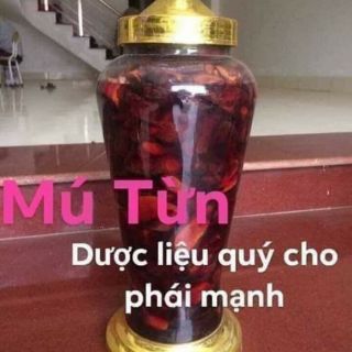 [ĐỔ SỈ] cây mú từn bổ thận tráng dương