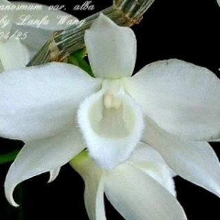 Trầm trắng cây giống