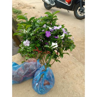 Cây giống hoa nhài Nhật [ cây nhỏ và trưởng thành]