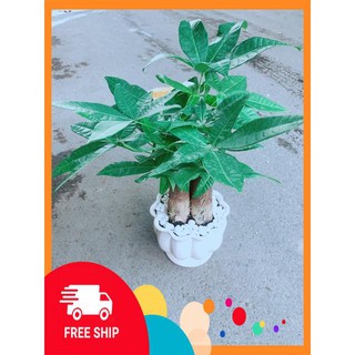 Chậu Kim Ngân 3 Thân Size Lớn