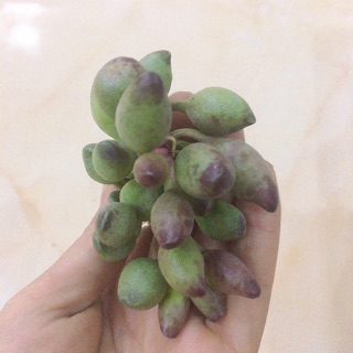 Cây giọt ngọc (Adromischus cristatus indian club)