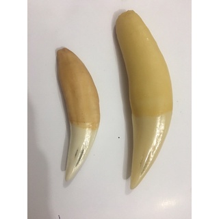 Nanh hổ giả N02