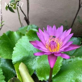 Cây giống súng thái màu hồng